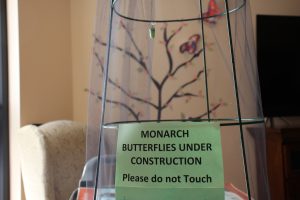Monarch Butterlies at Salem Home